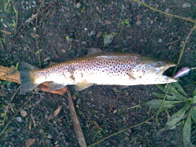 brown trout